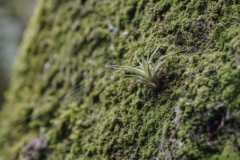 a small plant is growing on a mossy wall