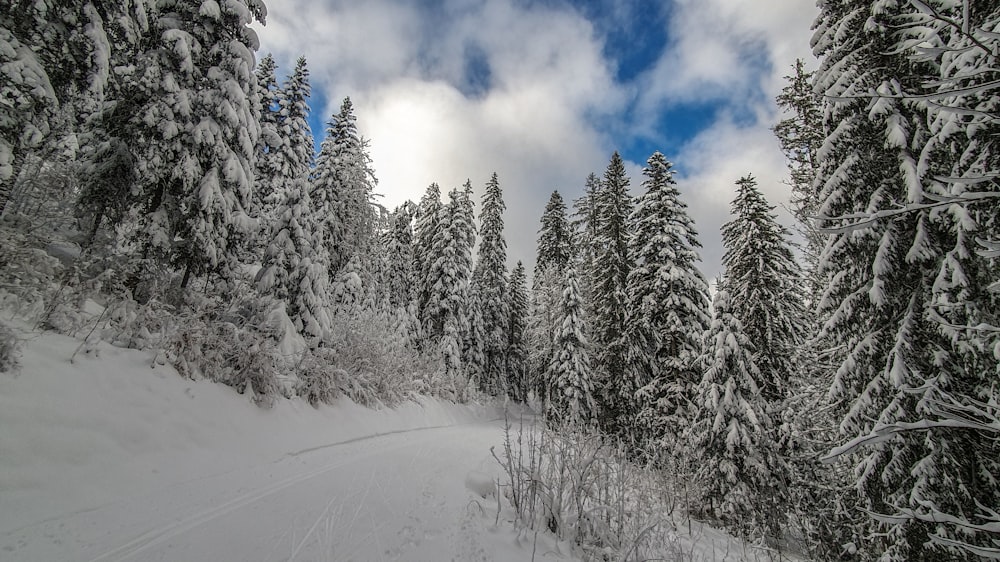 a snow covered forest filled with lots of trees