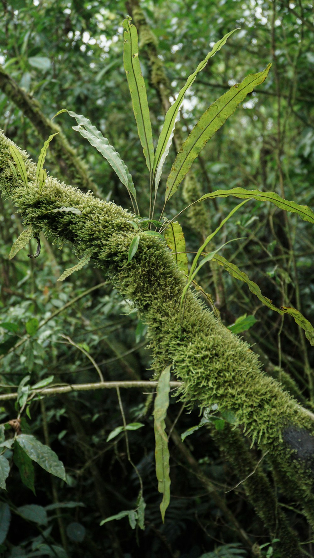 a tree branch covered in moss in a forest