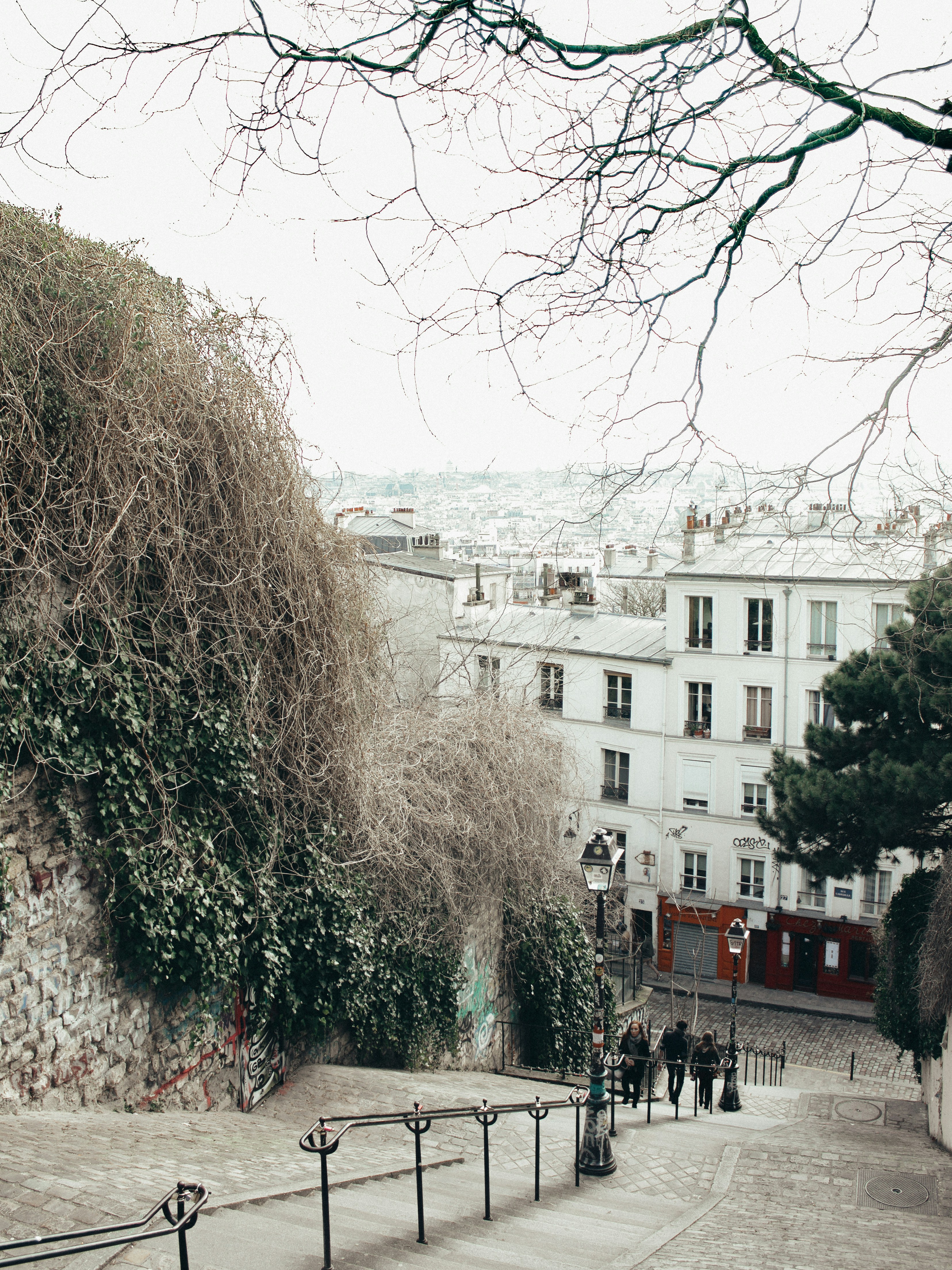 a street lined with tall buildings next to a tree