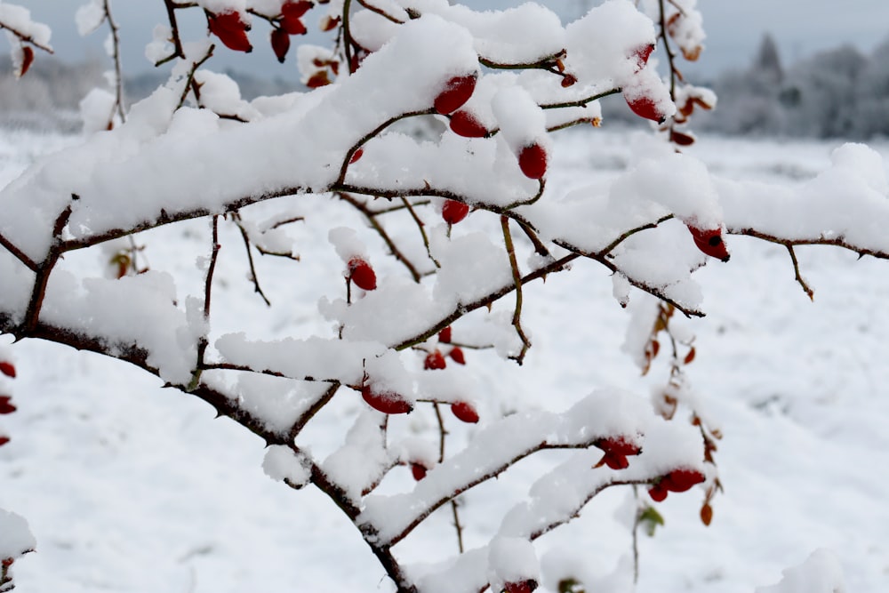 a tree branch with berries covered in snow