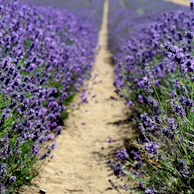 A gentle path winding through a lavender field, symbolizing the journey of mindset transformation.