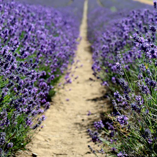 A gentle path winding through a lavender field, symbolizing the journey of mindset transformation.