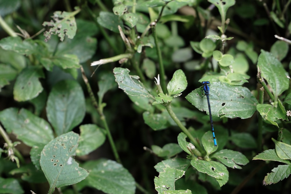 a blue dragonfly sitting on top of a green plant