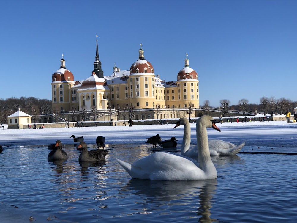 a group of ducks floating on top of a lake