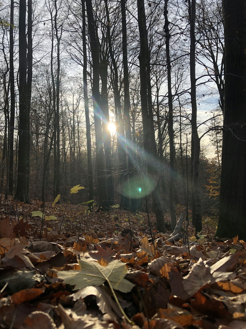 the sun is shining through the trees in the woods