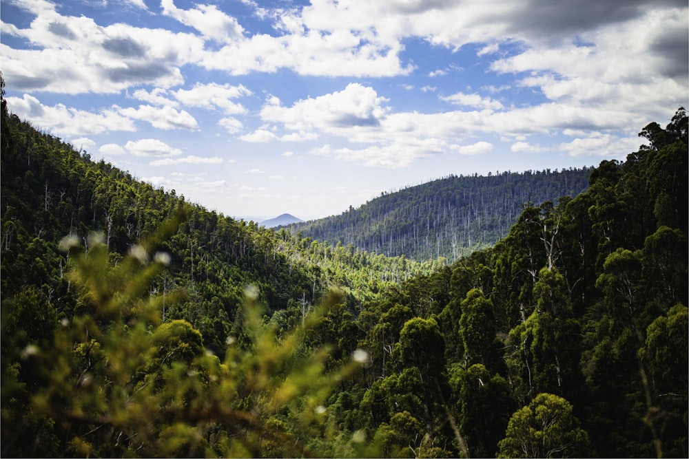 a view of a forest with a mountain in the background