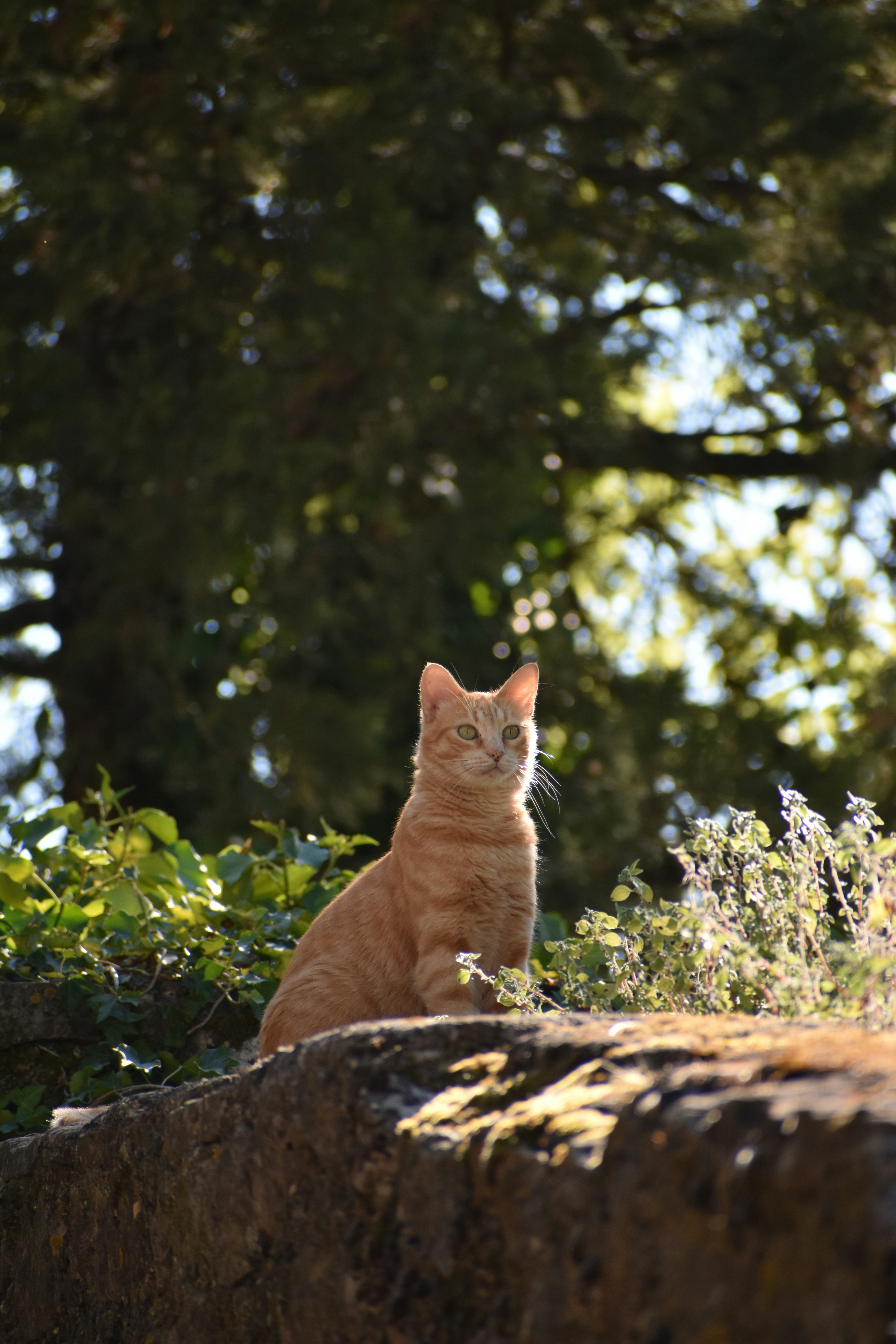 Photo by felixjiricka