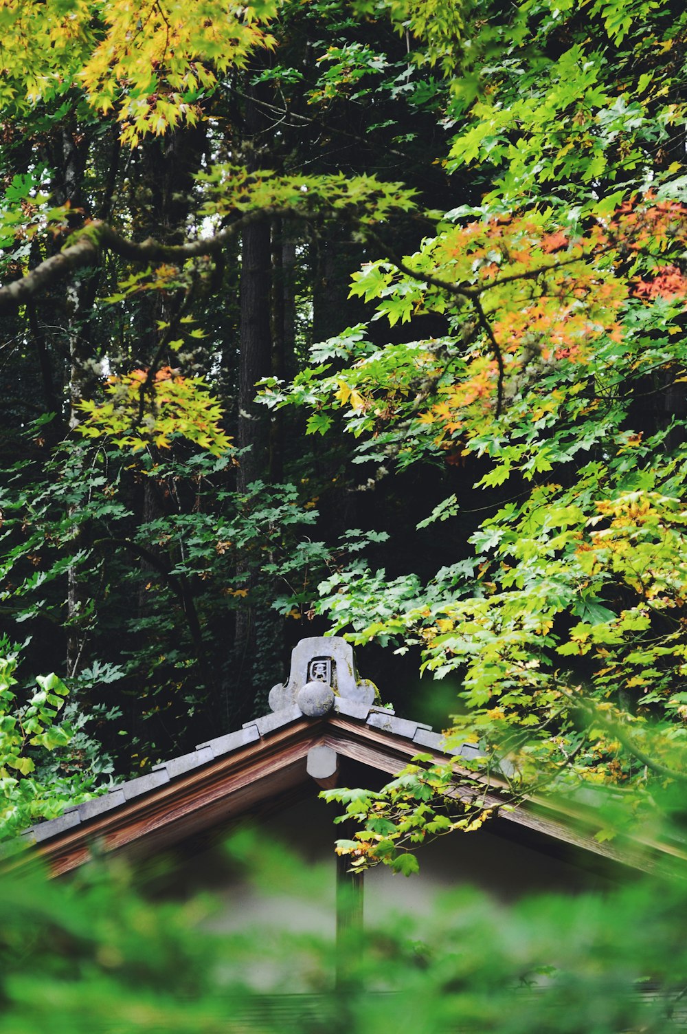 a roof with a clock on it in front of some trees