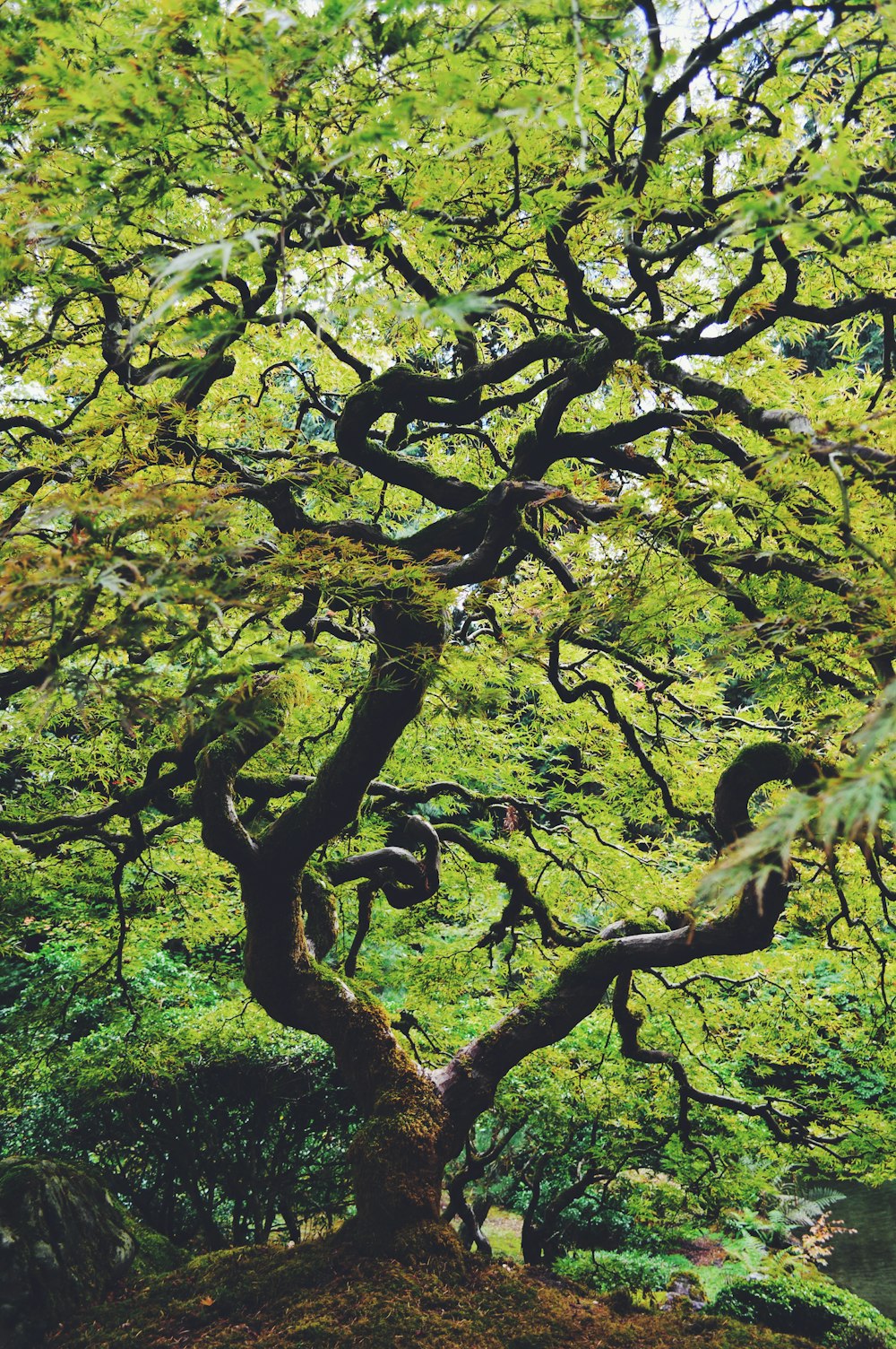 a very large tree with lots of branches