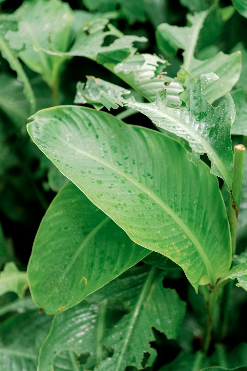 a close up of a green plant with leaves