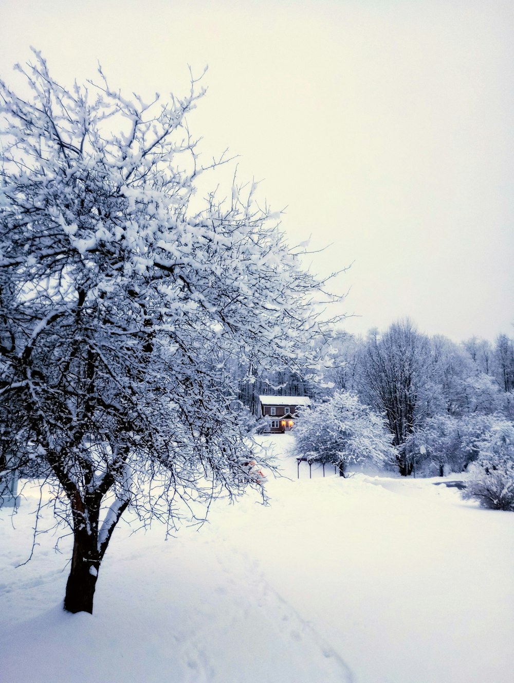 a tree covered in snow next to a building