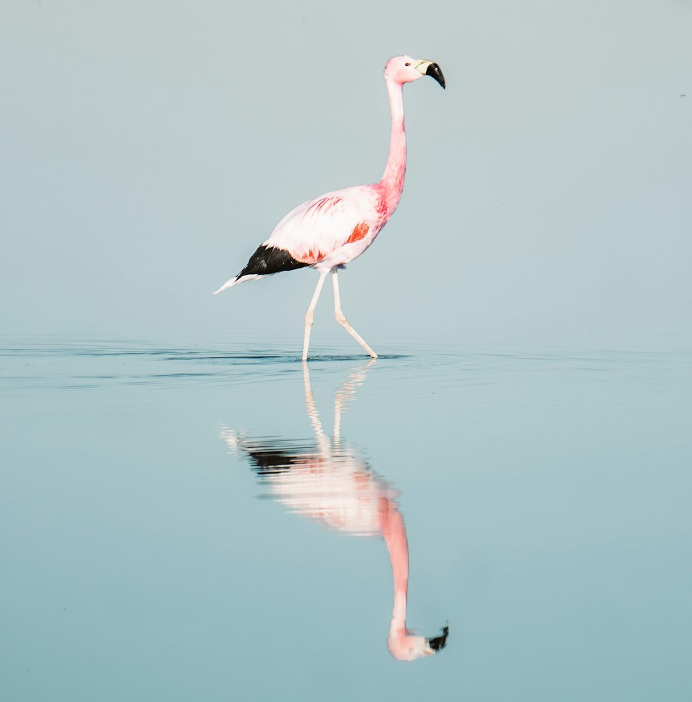 a pink flamingo walking across a body of water