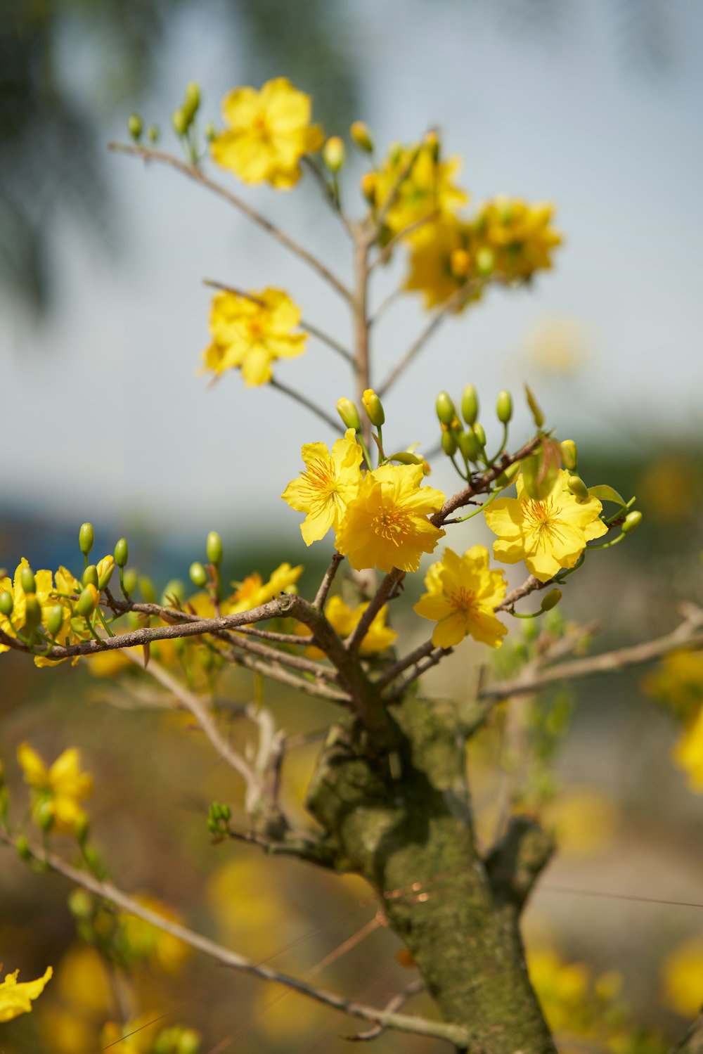 a close up of a tree with yellow flowers