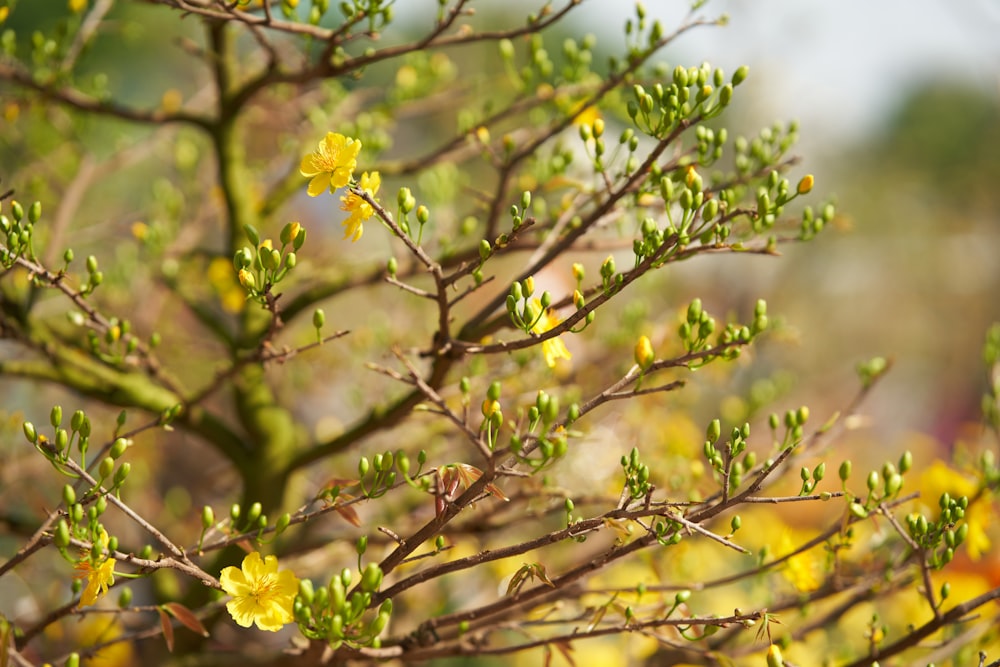 a close up of a tree with yellow flowers