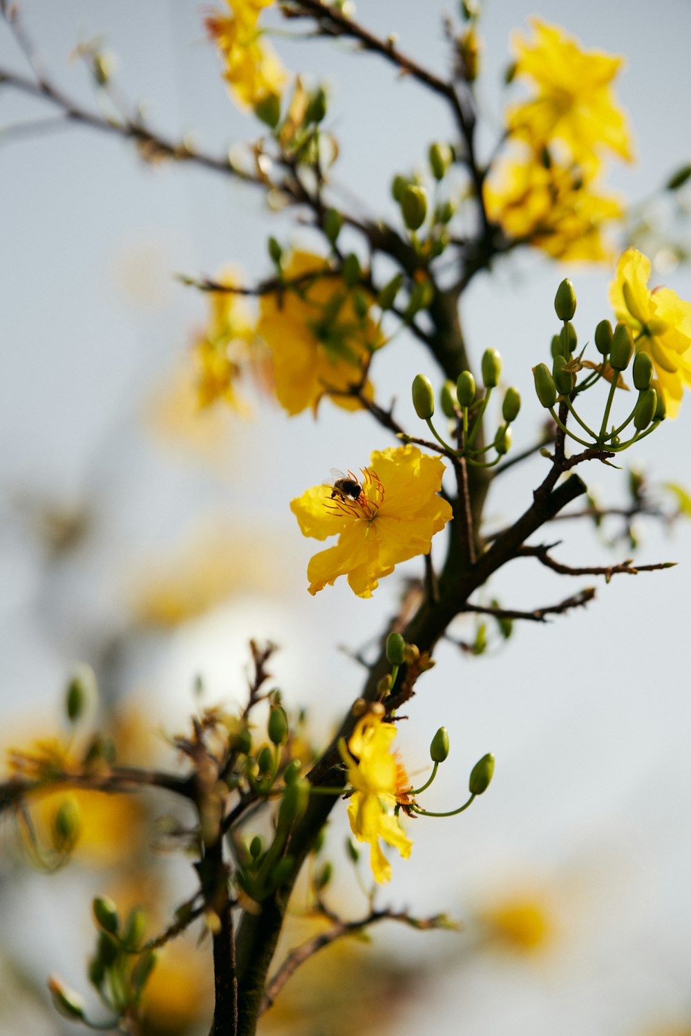 Ein Zweig mit gelben Blüten vor blauem Himmel