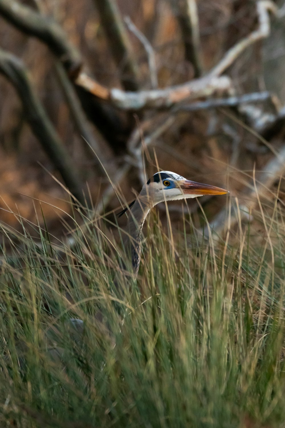 a bird is standing in the tall grass