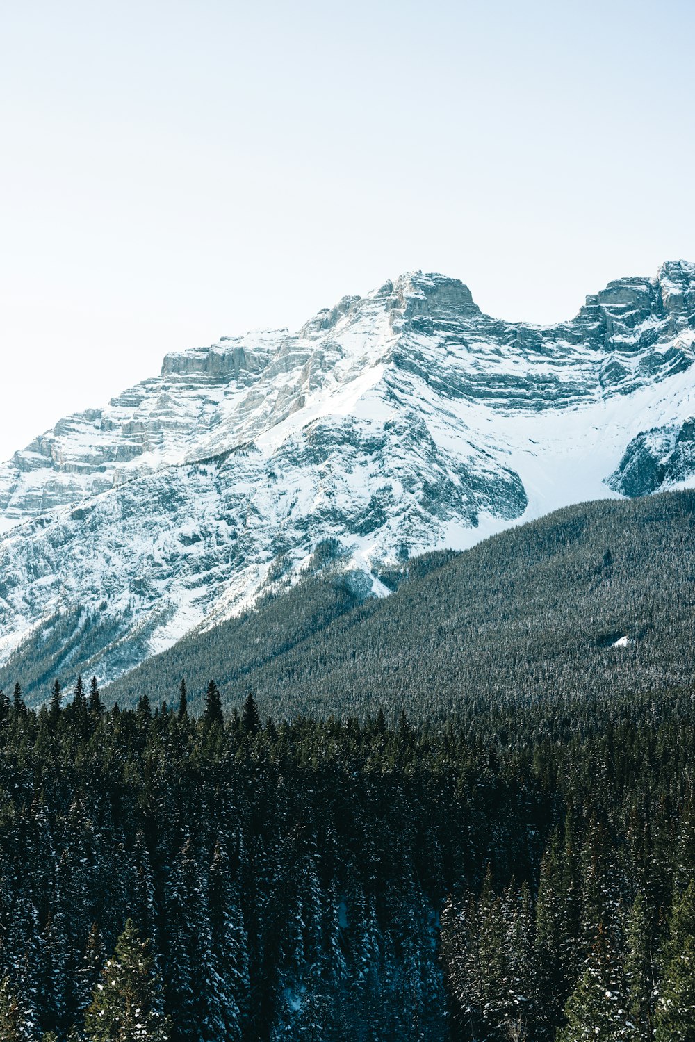 Une montagne enneigée avec des arbres au premier plan