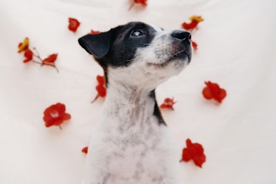 Perro blanco y negro