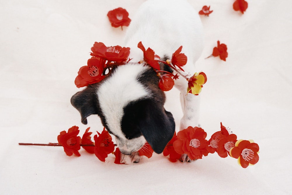 a black and white dog sniffing red flowers