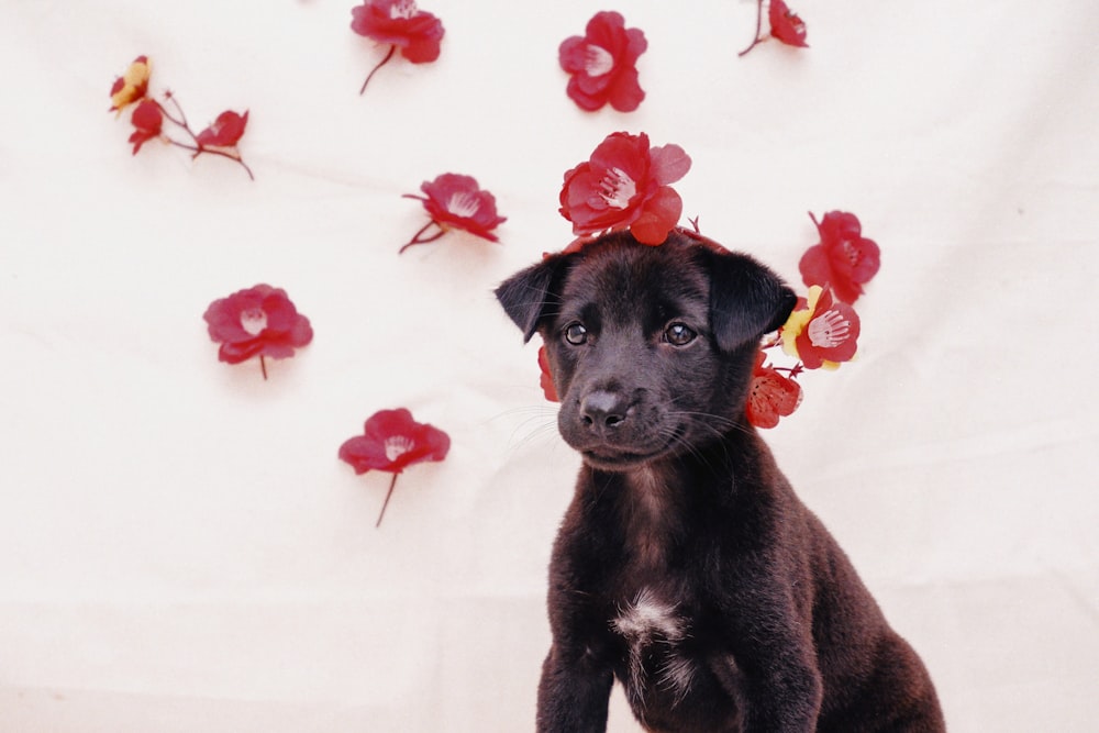 a black puppy with a flower in its hair