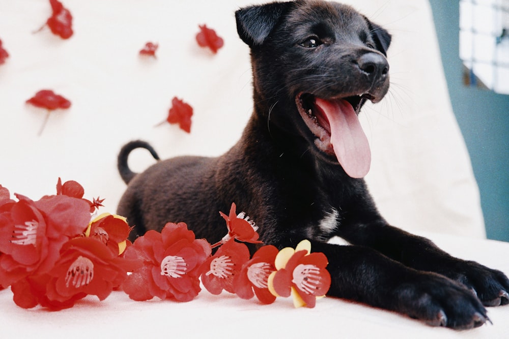 a black dog laying on a bed with red flowers