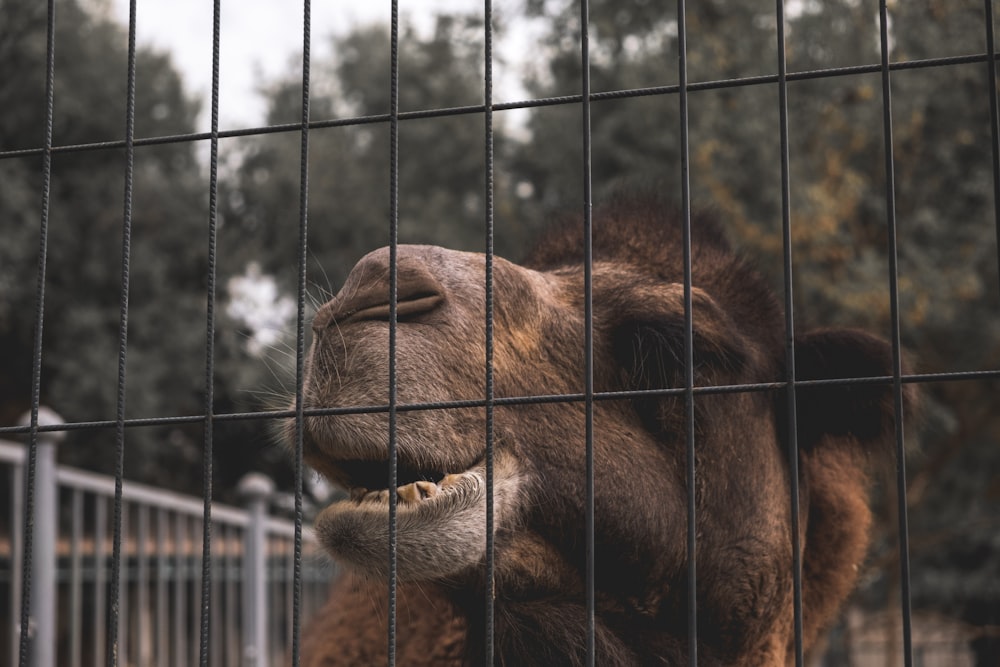 a camel in a cage with its mouth open