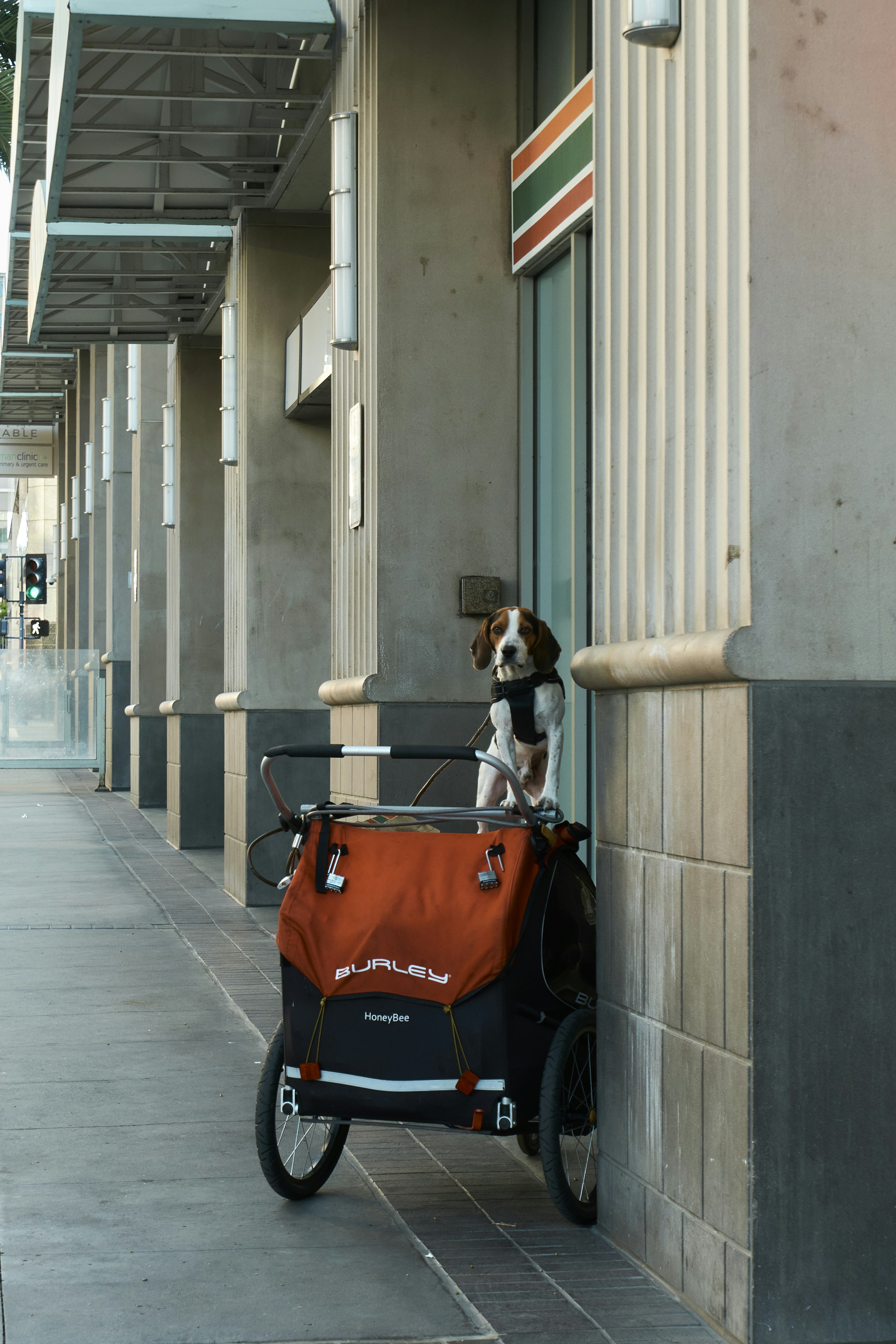 Top 5 Dog Trailers for Electric Bike Enthusiasts in 2025