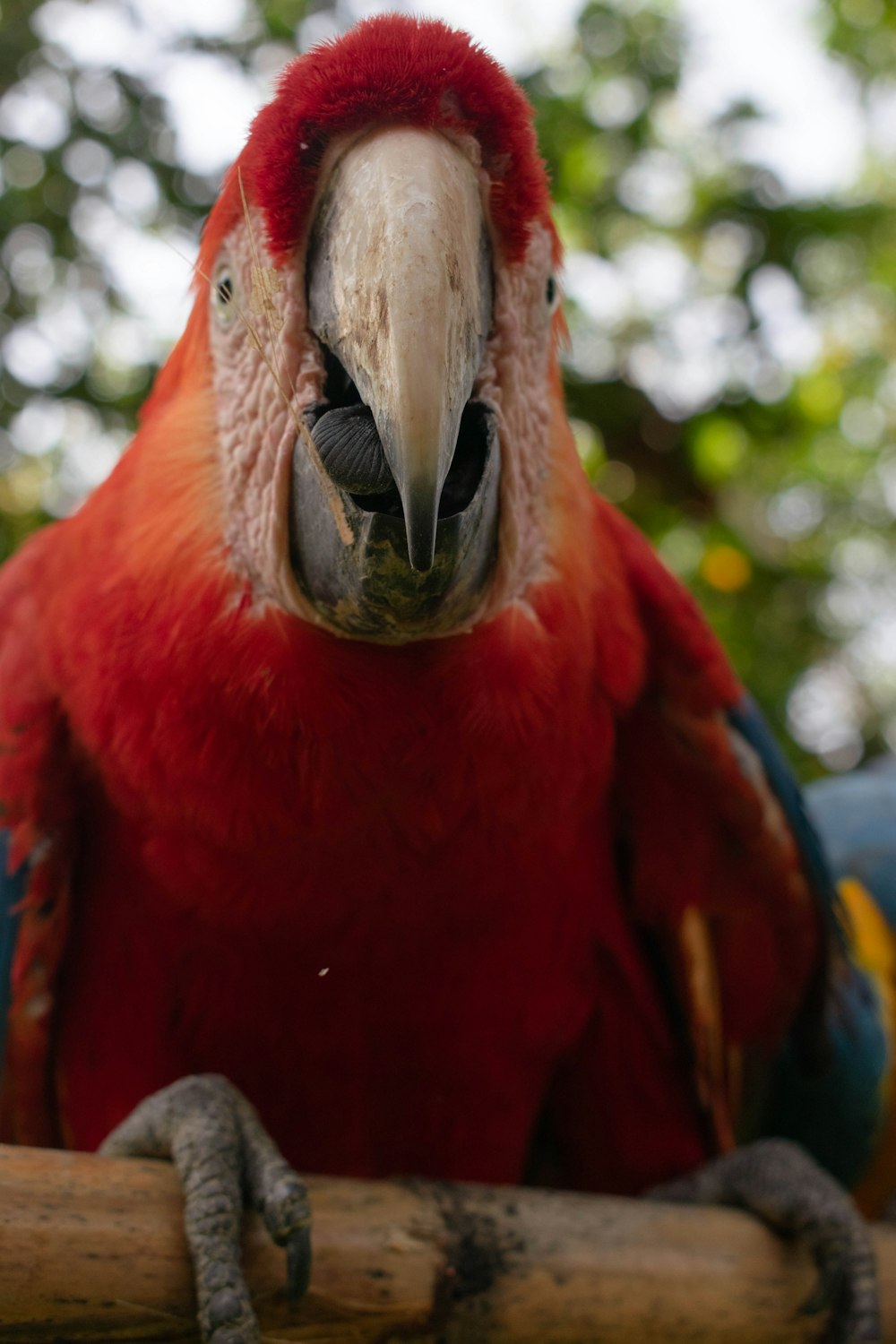 a large red parrot sitting on top of a tree branch