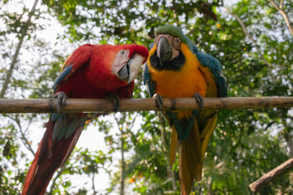 a couple of parrots are sitting on a branch