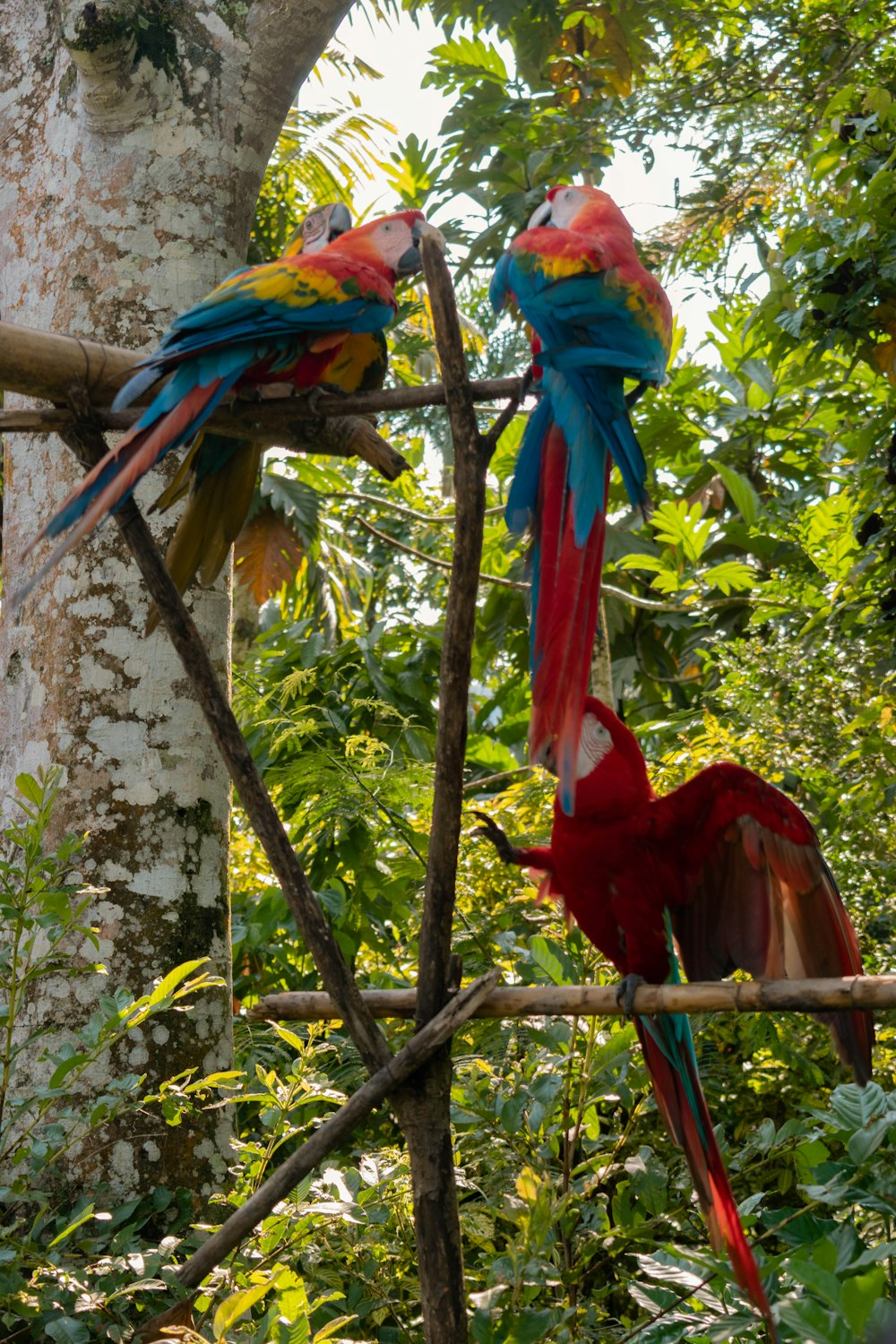 a group of colorful birds sitting on top of a tree branch