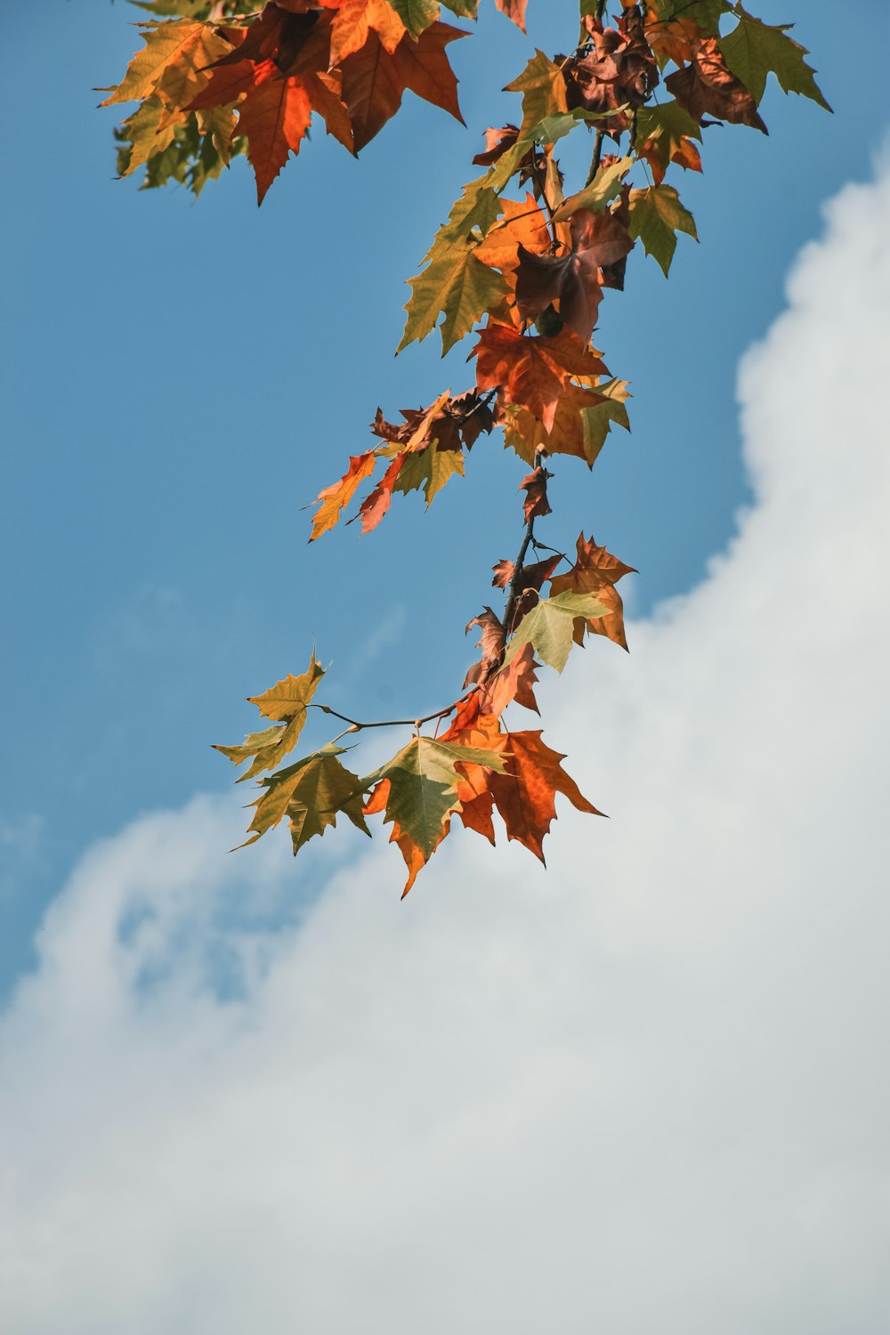 a tree branch with orange leaves against a blue sky