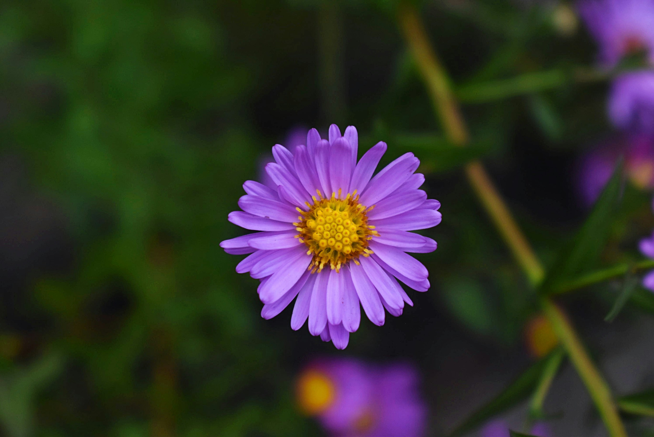 Photo by photoswithgabe