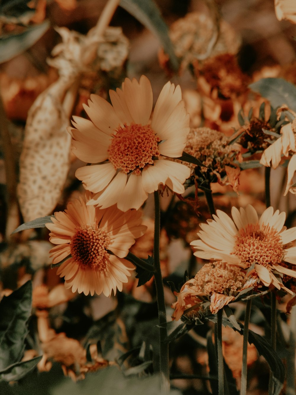 a bunch of flowers that are in the grass