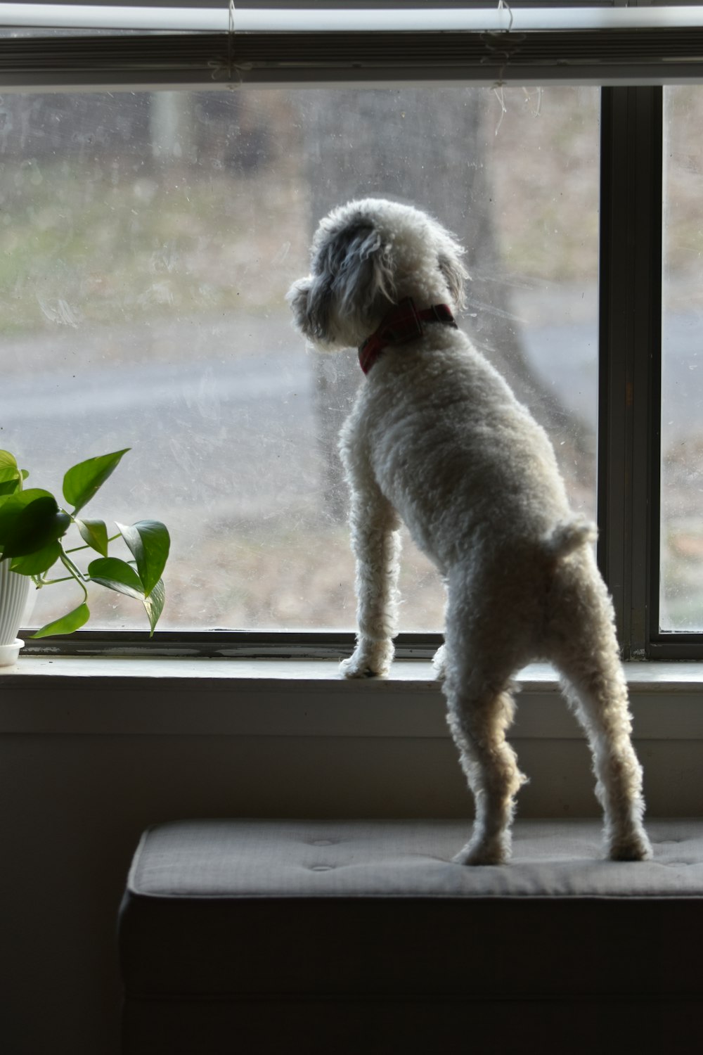 a small white dog standing on a window sill