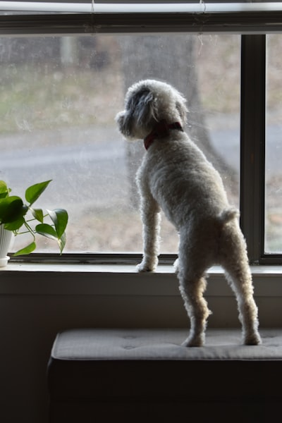 A small white dog waiting patiently on a window sill