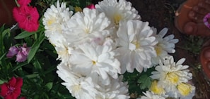 Lightweight summer flats surrounded by blooming flowers.