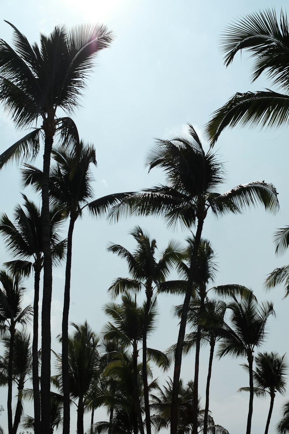 a bunch of palm trees blowing in the wind