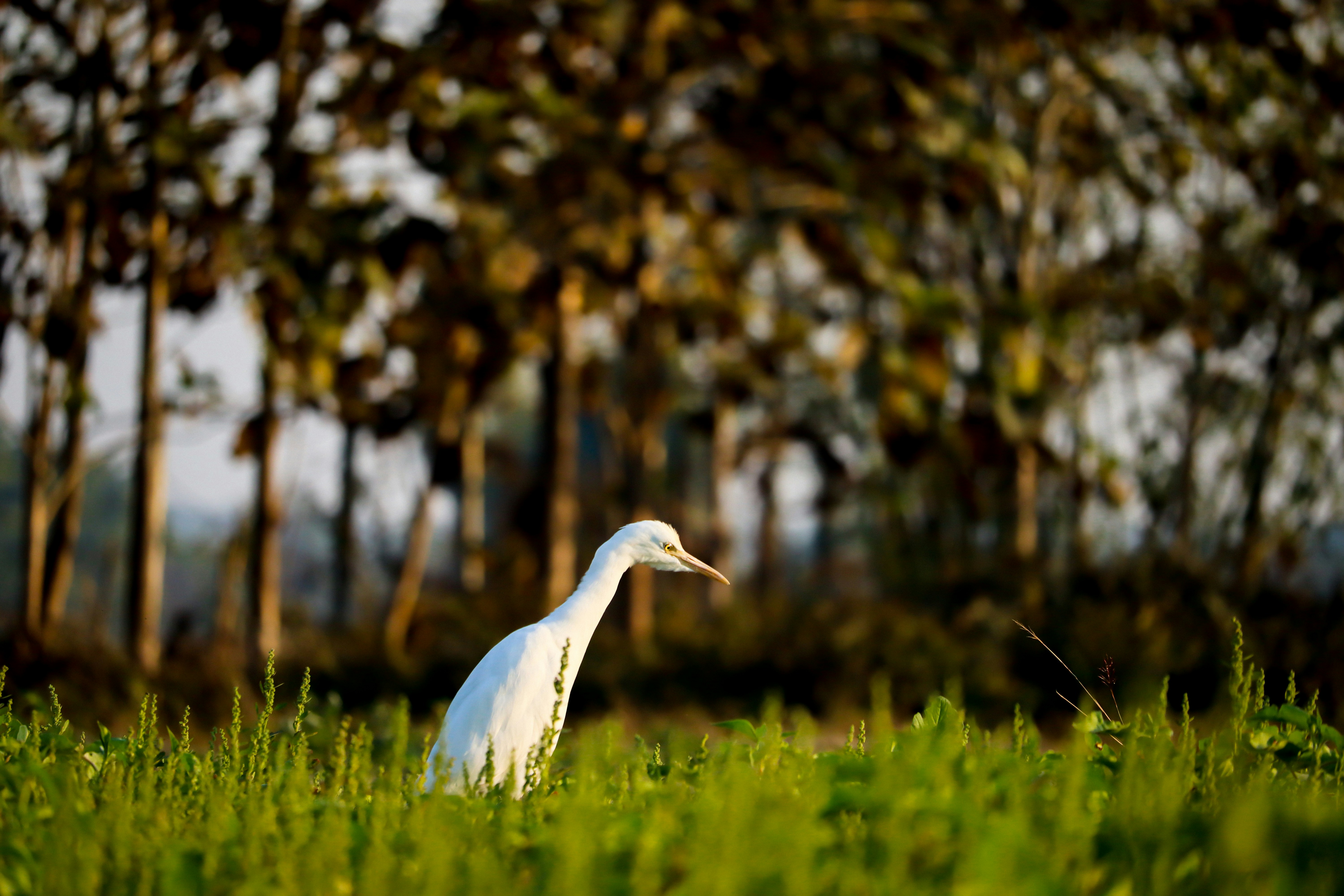 Photo by soonamwooeser