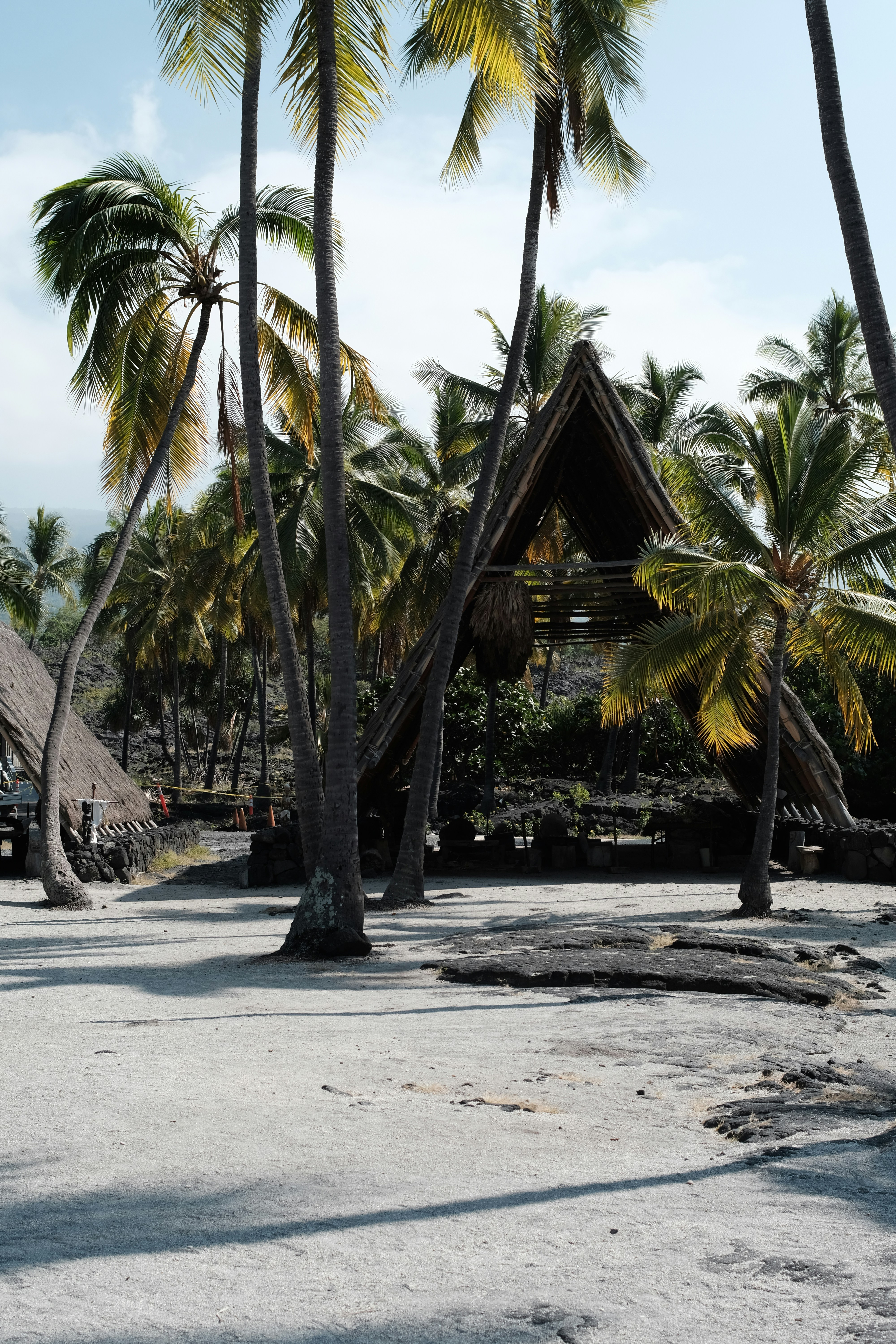 a beach area with palm trees and a hut