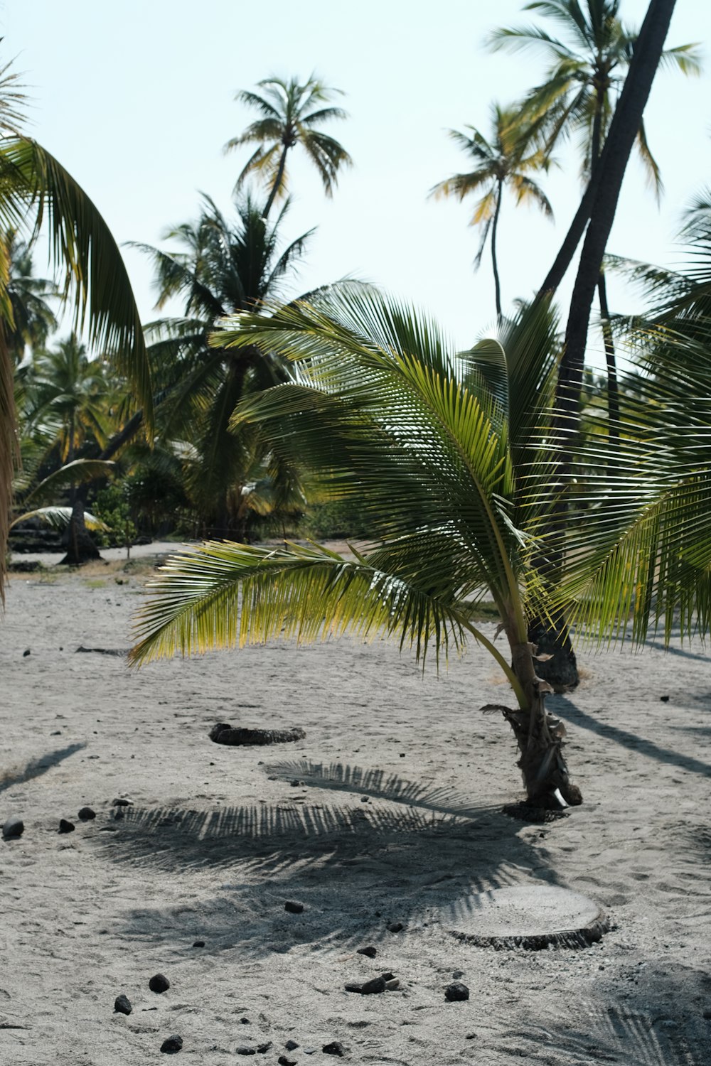 a small palm tree on a sandy beach