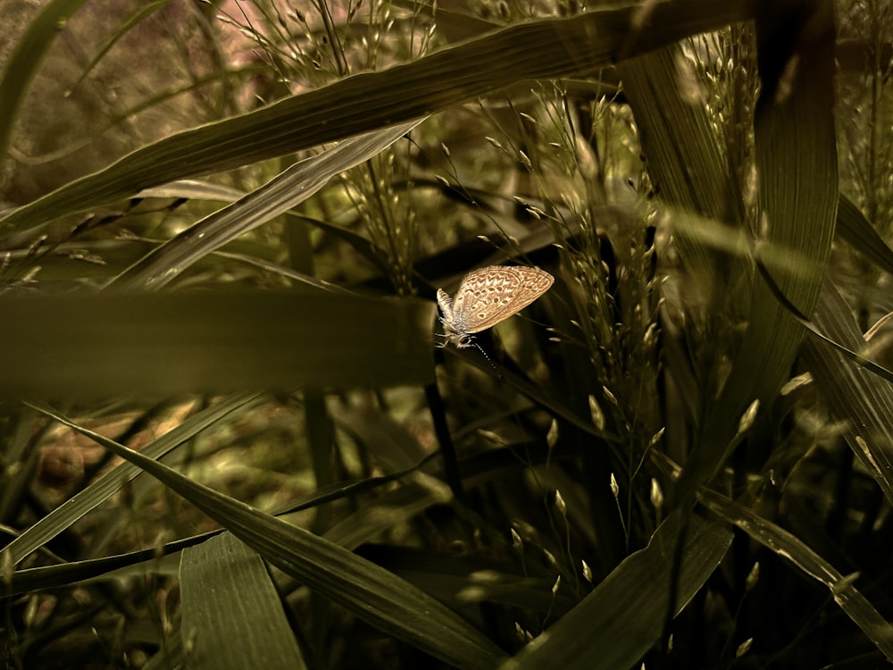 a butterfly sitting on top of a green plant