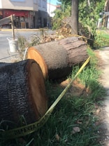 Two large tree logs are lying on the grass by the roadside, partially surrounded by yellow caution tape marked 'DEFENSA CIVIL.' In the background, there are buildings, a street, and some trees. The logs have been freshly cut and the bark is rough.