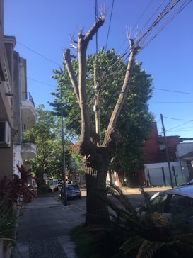 A city street features a large, heavily pruned tree with multiple bare branches extending upwards, entangled with overhead electrical wires. The background includes several residential buildings, a blue sky, and parked cars lining the street. Smaller plants are seen near the base of the tree.
