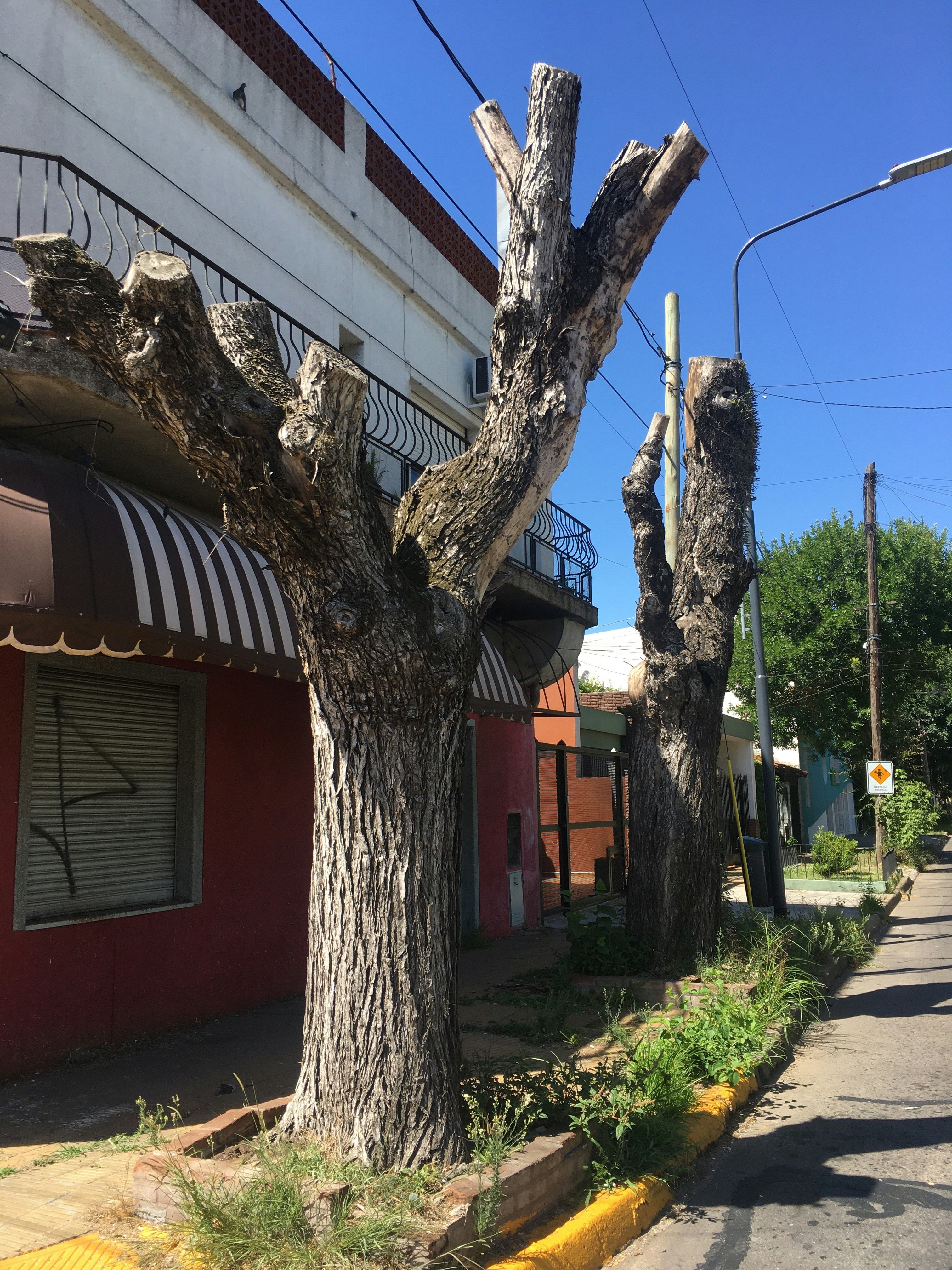 a tree that has been cut down in front of a building
