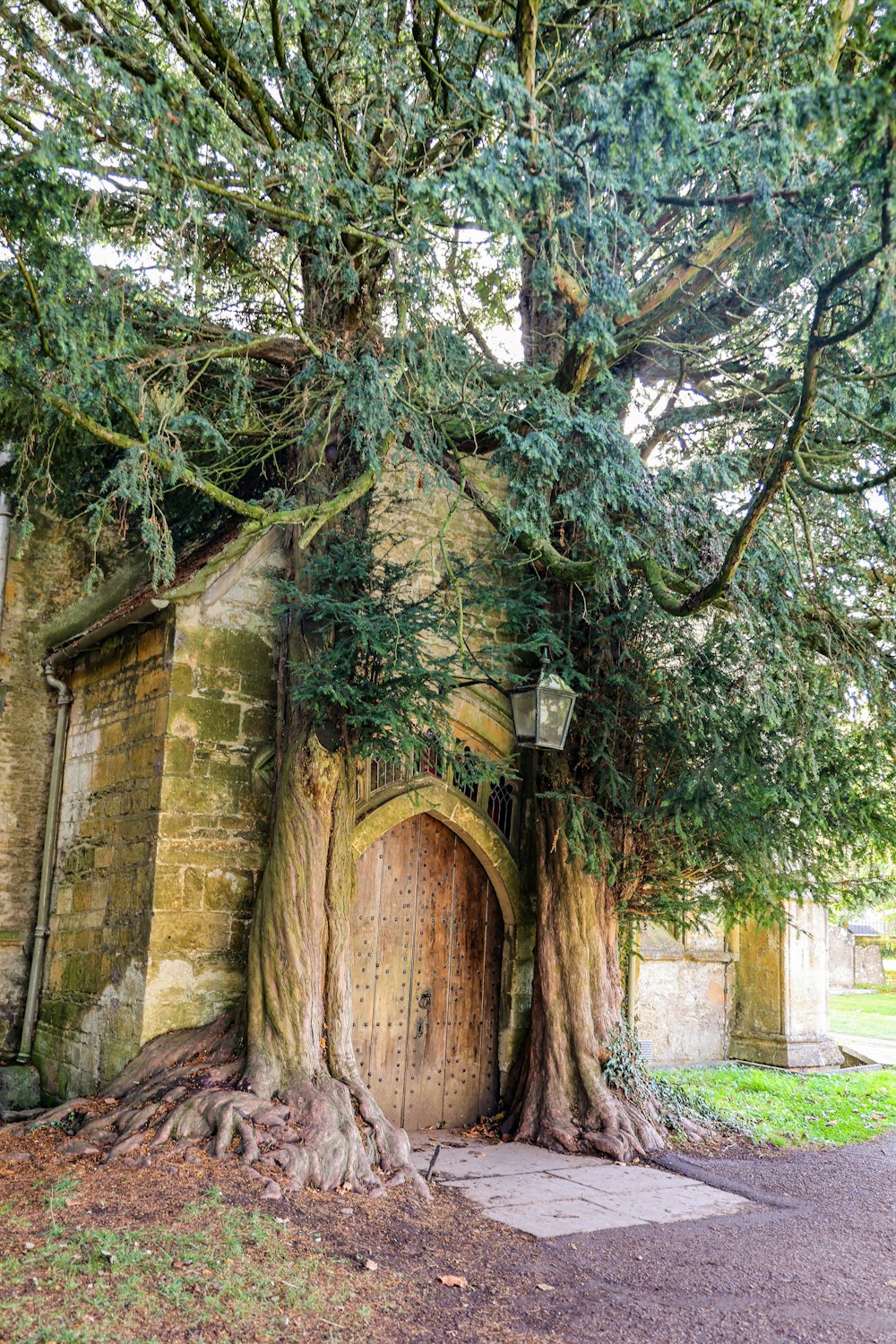 a tree growing out of the side of a building