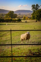 Wide shot of a farm surrounded by metal fencing with grazing sheep inside.