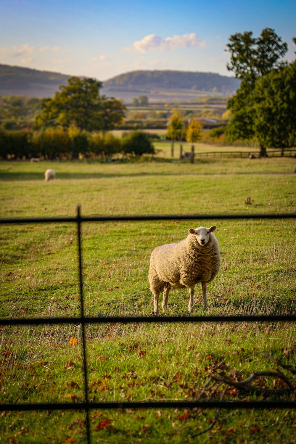 a sheep standing in a field behind a fence