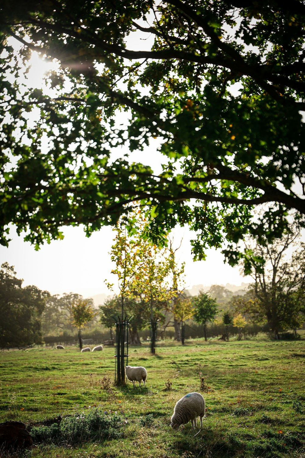 a herd of sheep grazing on a lush green field