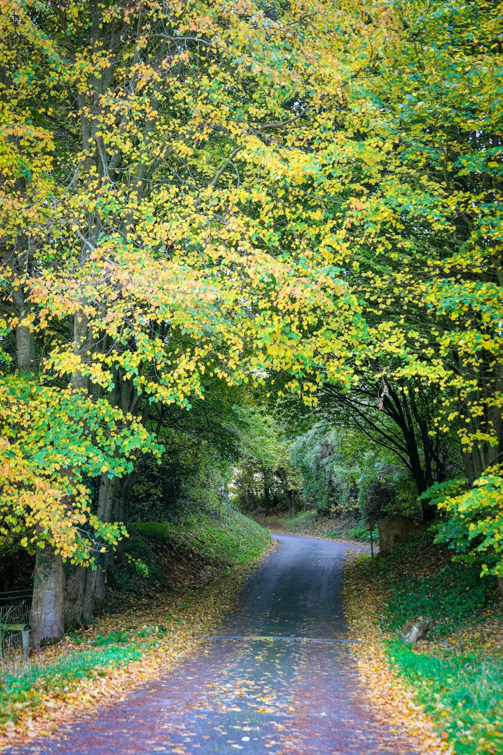 a road surrounded by trees with yellow leaves